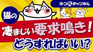 猫の要求鳴きがひどい!その理由とは正しい対処法を解説