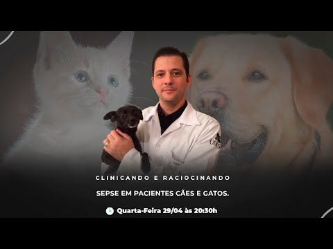 Vídeo: Septicemia E Bacteremia Em Gatos