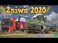 Żniwa 2020 - Jęczmień Hybrydowy🌾 Sypiemy Na Ciężarówkę 😱 Atak Osy🐝 [SyngentaChallenge#8]☆ MafiaSolec