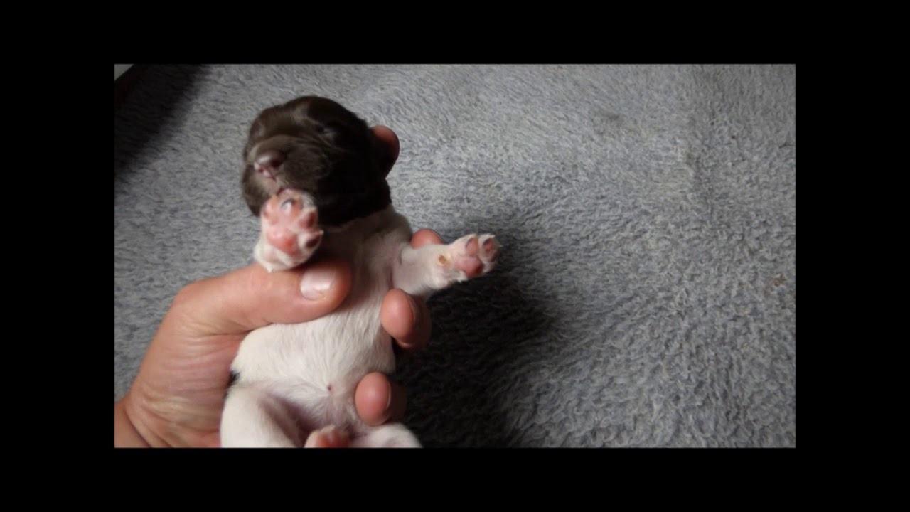 Short of video of each puppy at 5 days old.