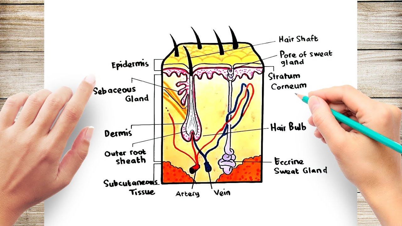 How To Draw Diagram Of Human Skin Youtube