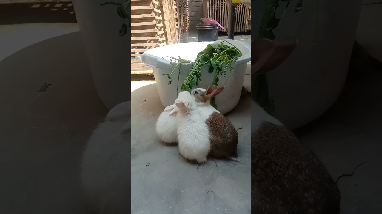 cute babies trying to eat 