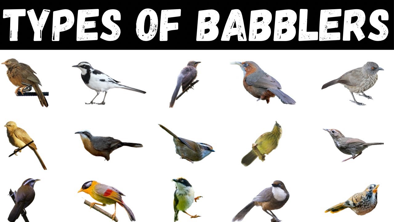 Types Of Babblers | Birds Education | Birds For Kids 
