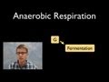 Anaerobic Respiration