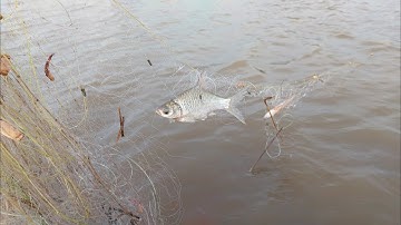 Dậy sớm đi thăm lưới đổ dớn bắt cá trên đồng mùa nước nổi