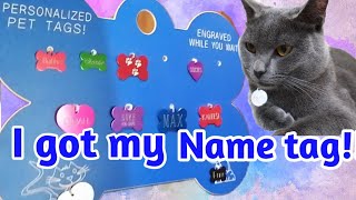 Personalized Name tag for Pets | Petzone Kuwait | Ashby the grey cat by Ashby the grey cat 240 views 3 years ago 3 minutes, 16 seconds