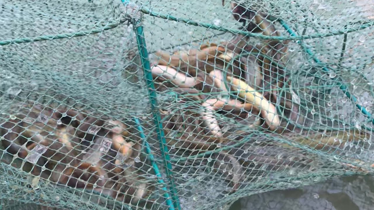 Võ Chí Tâm cách bẫy cá chạch bùn bằng 12 cửa ngục hiệu quả nhất phần 604/ Săn bắt Sông Hậu TV