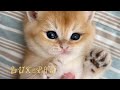 Gizmo  british shorthair golden chinchilla kitten  lux paw cattery