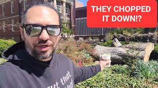 Why Did They Cut Down This Historic Philly Tree?