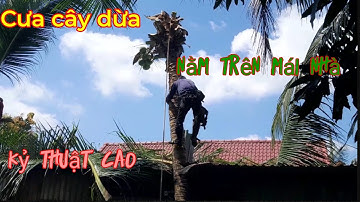 Cưa cây dừa nằm trên mái nhà cực khó / máy echo 355 cs @cuacaydongthap