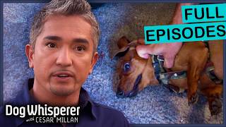 No One’s Safe Around This Territorial Dachshund | The Dog Whisperer Full Episodes | S4 Eps 25-28