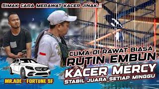 CARA MERAWAT KACER JINAK CUMA MAIN EMBUN BISA SETABIL JUARA SETIAP MINGGU || MILIK MR ADE FORTUNE SF