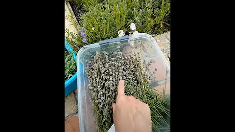 Лаванда широколистная. Тестирование.
