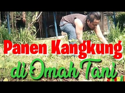 Panen Kangkung di Omah Tani | SABENDINO