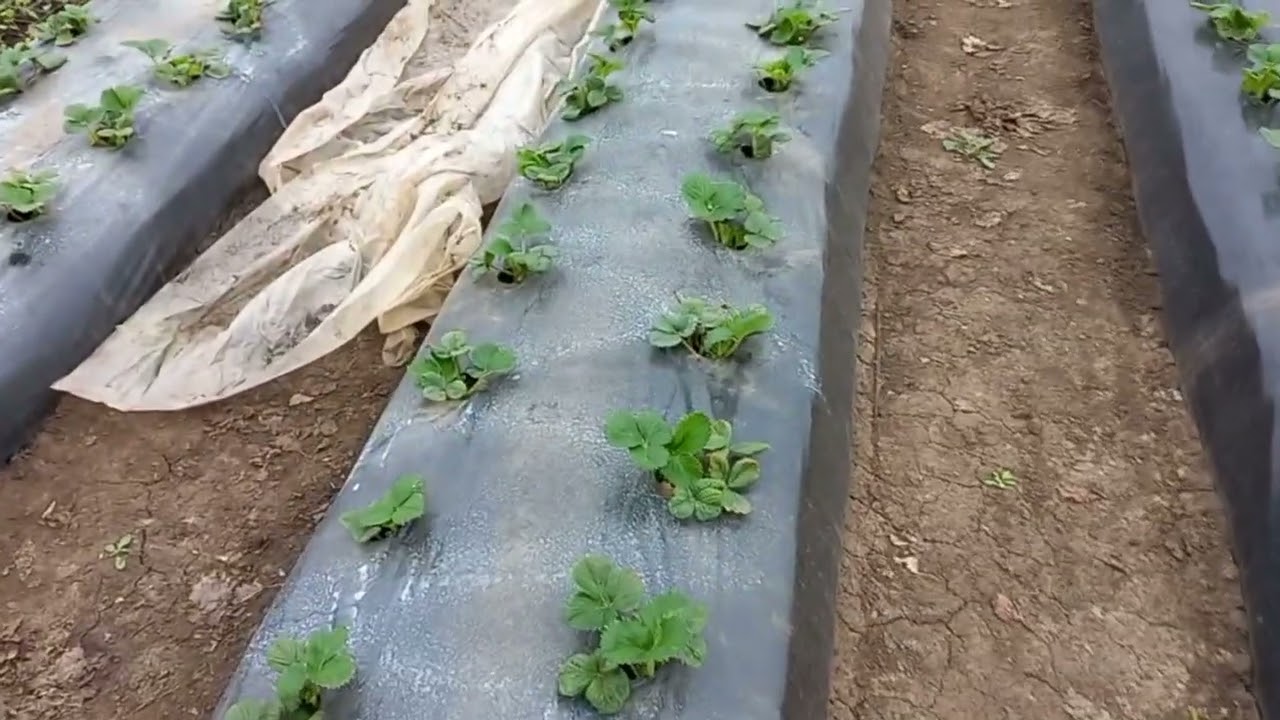 клещик на полуниці