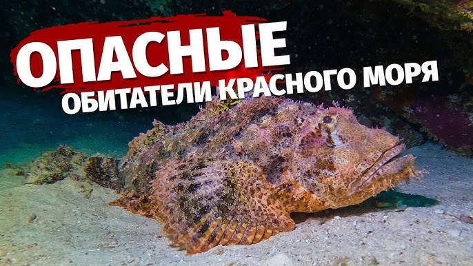 Гид по рыбам красного моря