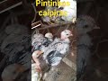 pintinhos caipiras a vendas