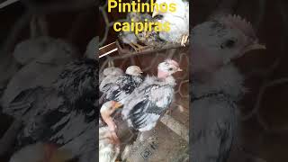 pintinhos caipiras a vendas