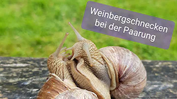 Wie sieht es aus wenn Weinbergschnecken sich paaren?