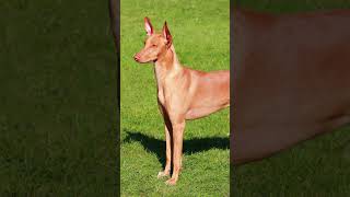Discovering the Pharaoh Hound: A short three fact video of the Pharaoh Hound #Dog #Dogs #Dogfacts