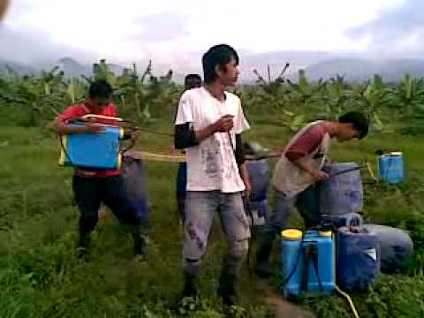Bukini band