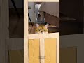 Pared de Desafío de Cartón para Gatos 😼 #videosdegatos #gatos