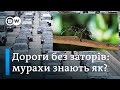 Пробки на дорогах: проблему вирішать мурашки? | DW Ukrainian