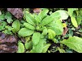 Primrose (Primula) - leaves - March 2018