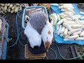 しろと大根洗 Radish wash 191115