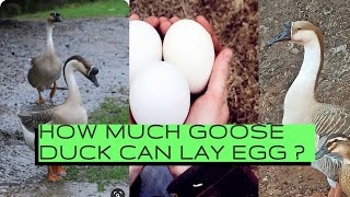 HOW MUCH GOOSE CAN LAY EGGS ? #GooseEgg #Goose by pets swag 1,195 views 3 years ago 1 minute, 34 seconds