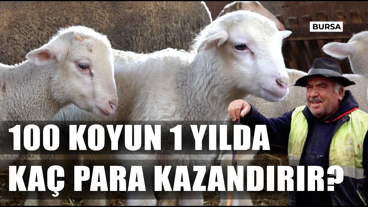 100 Koyun Kaç Para Kazandırır? Koyunculukta Para Var Mı? / Dr. Koyuncu