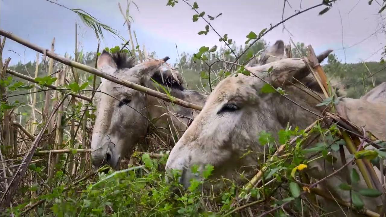 Donkeys at a River YouTube
