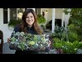 Unboxing Succulents from Mountain Crest Gardens 🌿// Garden Answer