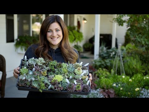 Unboxing Succulents from Mountain Crest Gardens 🌿// Garden Answer
