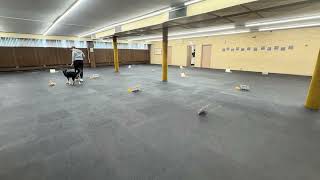 akc rally novice course 5