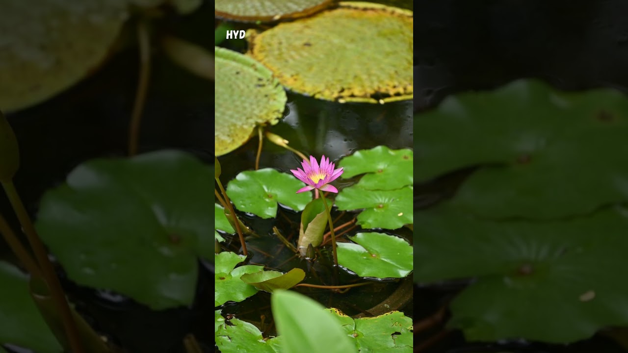 Heliophytes ,Sciophytes, Halophyte, Lithophytes,  Xerophytes. 