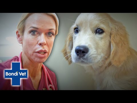 Vet Induces Vomiting After Hank The Puppy Eats MUSHROOMS Bondi Vet