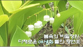 봄의 비밀정원: 아름다운 야생화들이 펼치는 힐링과 휴식의 공간(2024.5.7)/힐링