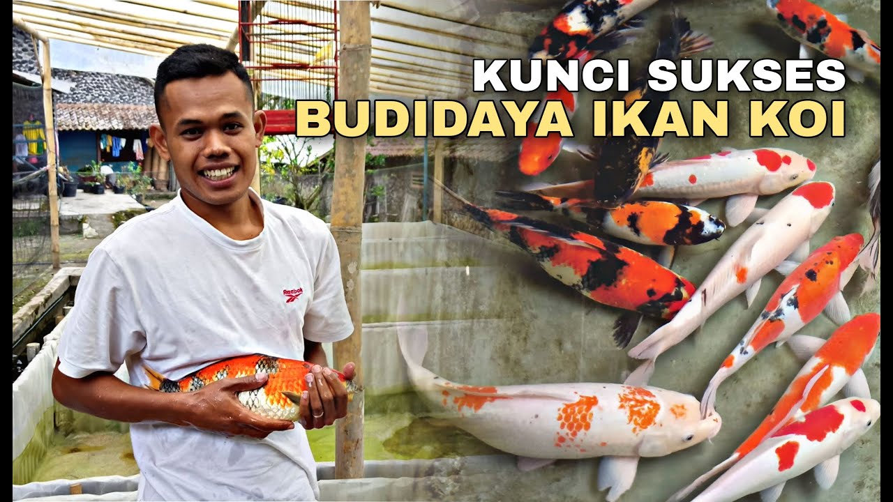 Panduan Praktis Budidaya Ikan Menggunakan Pakan Alami yang Efektif Panduan Praktis Budidaya Ikan Menggunakan Pakan Alami yang Efektif