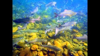 Swimming with salmon in the Puntledge River- Sept 2, 2017