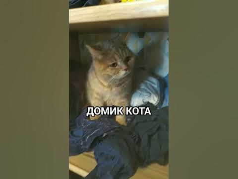 ДОМИК КОТА#котики - YouTube