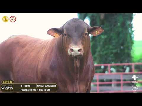 LOTE 02 - ZT 6806 - TOURO