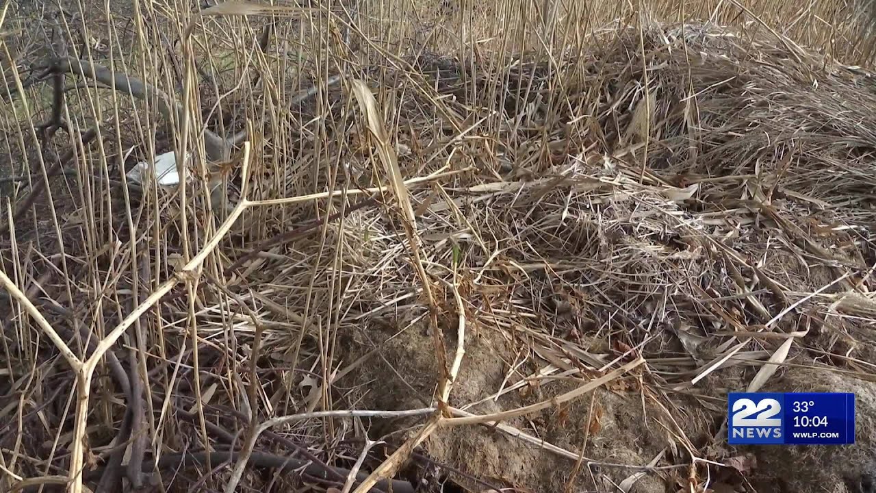 Massachusetts residents need open burning permits by January 15th