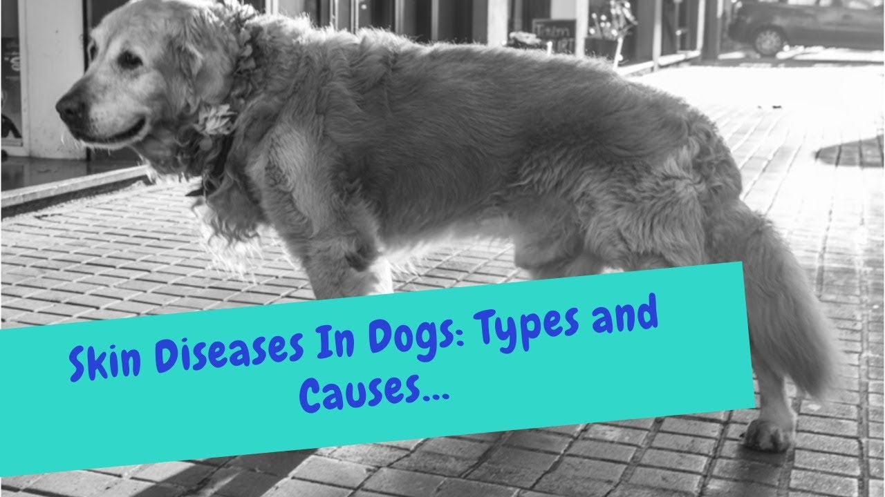 Skin Diseases In Dogs: Types and Causes