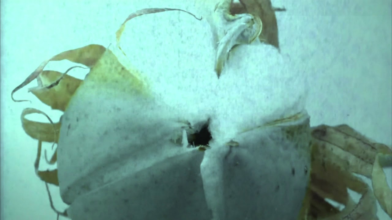 Reflections on Beauty, Preview