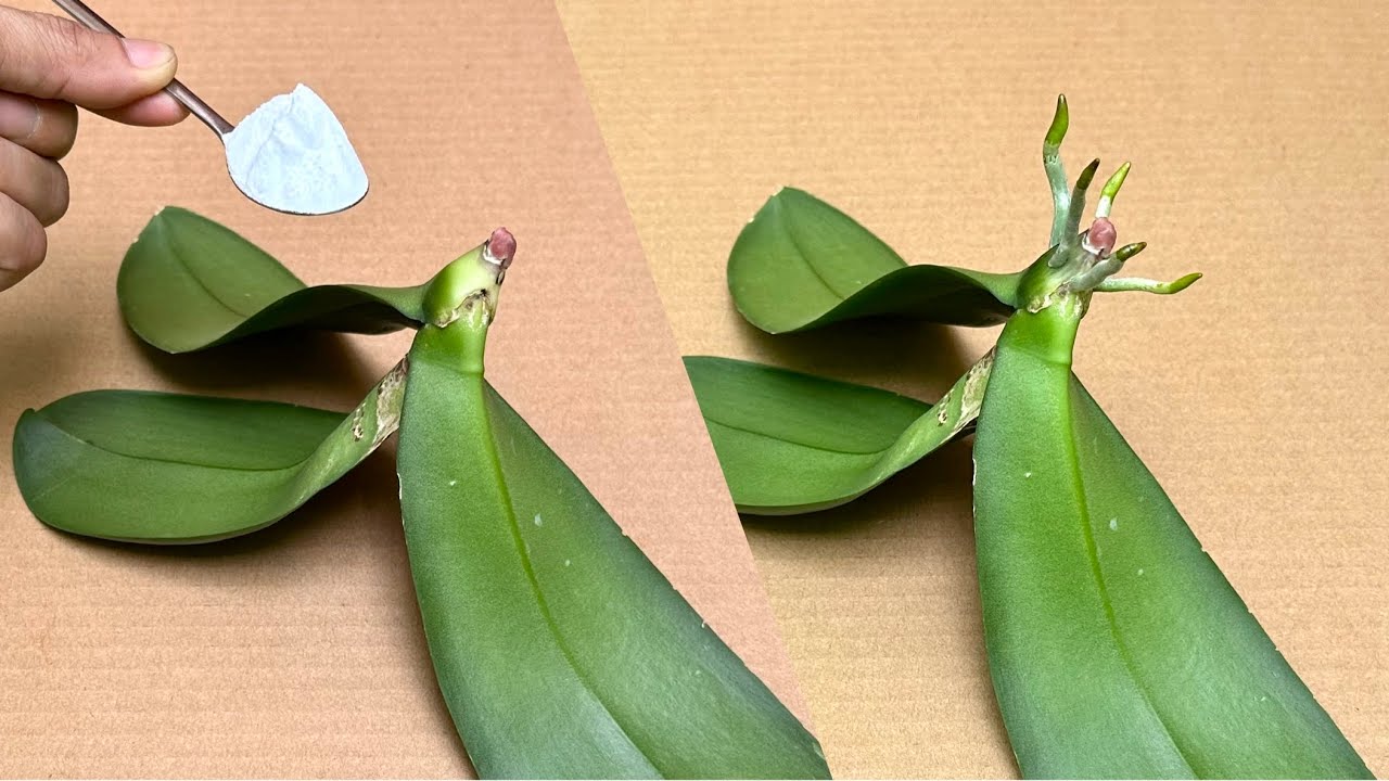 Всего одна ложка! Орхидея мгновенно пустит корни и будет цвести круглый год.