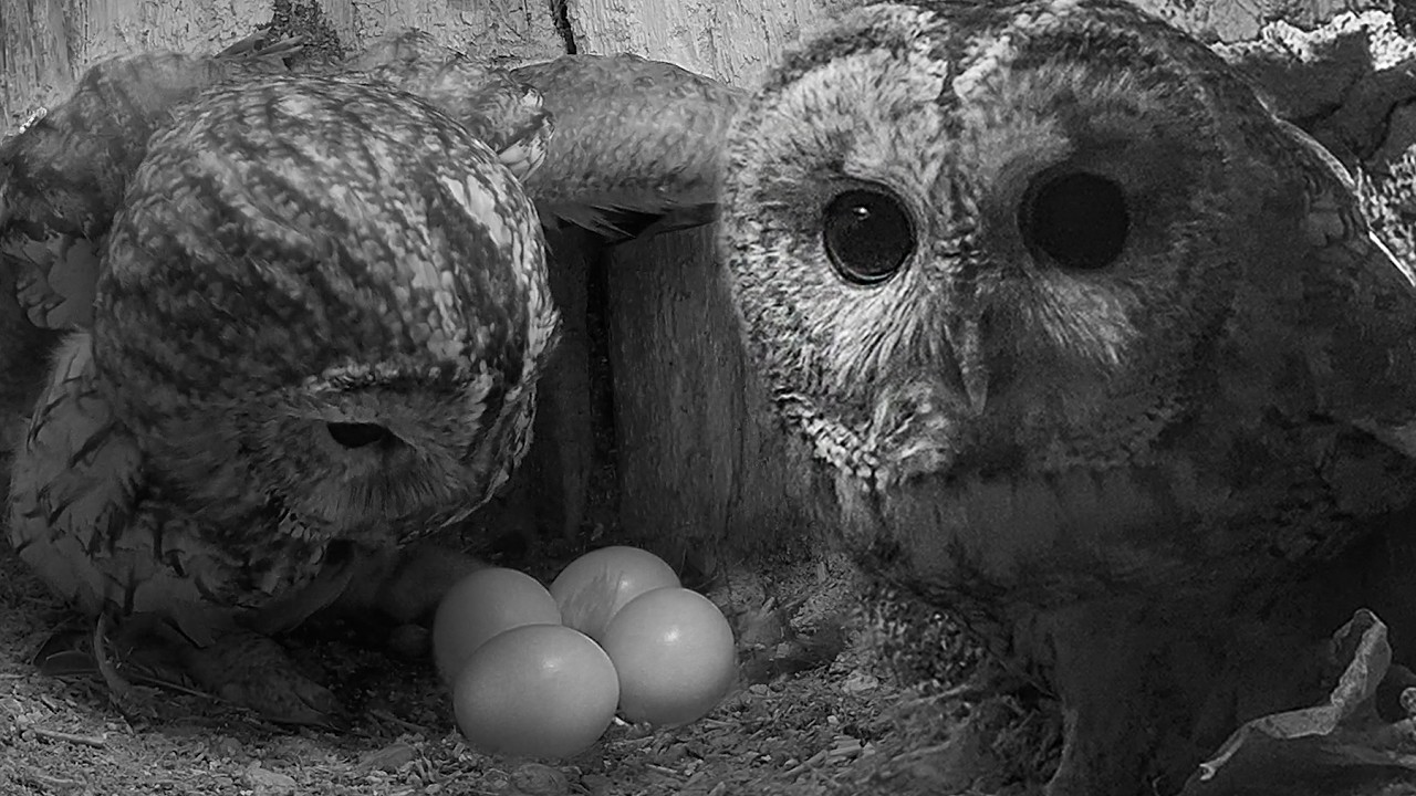 Tawny Owl Finds Love Again, But There’s a Twist | Luna & Shadow | Robert E Fuller