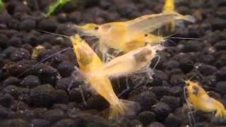 Gorilla Rack: Shrimp Fest!!
