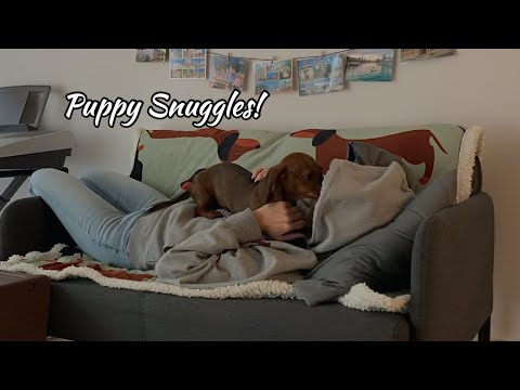 Mini dachshund puppy snuggles! - YouTube