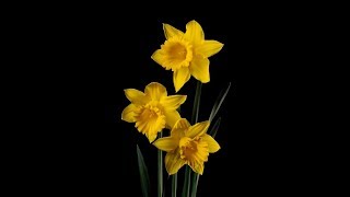 Flower Deliveries on Daffodil Day